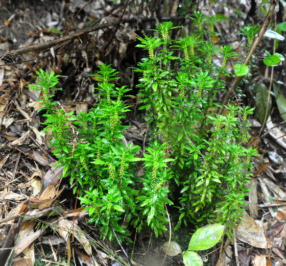 供應(yīng)用于種植|醫(yī)藥的千層塔苗廣西中藥材種植基地