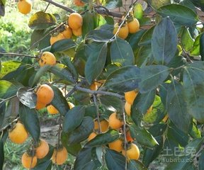 供應大柿子苗