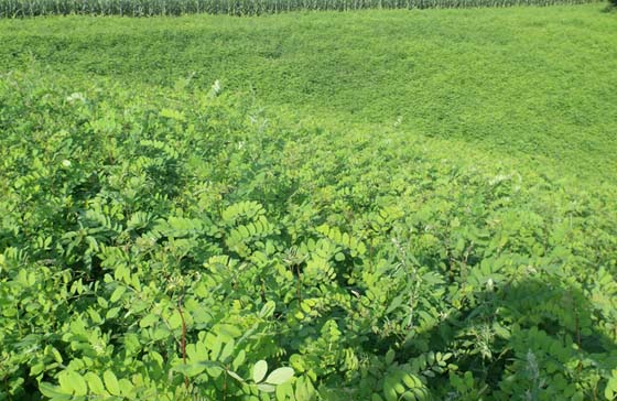 供應(yīng)刺槐綠化苗，東北刺槐苗，刺槐苗批發(fā)，刺槐苗價(jià)格