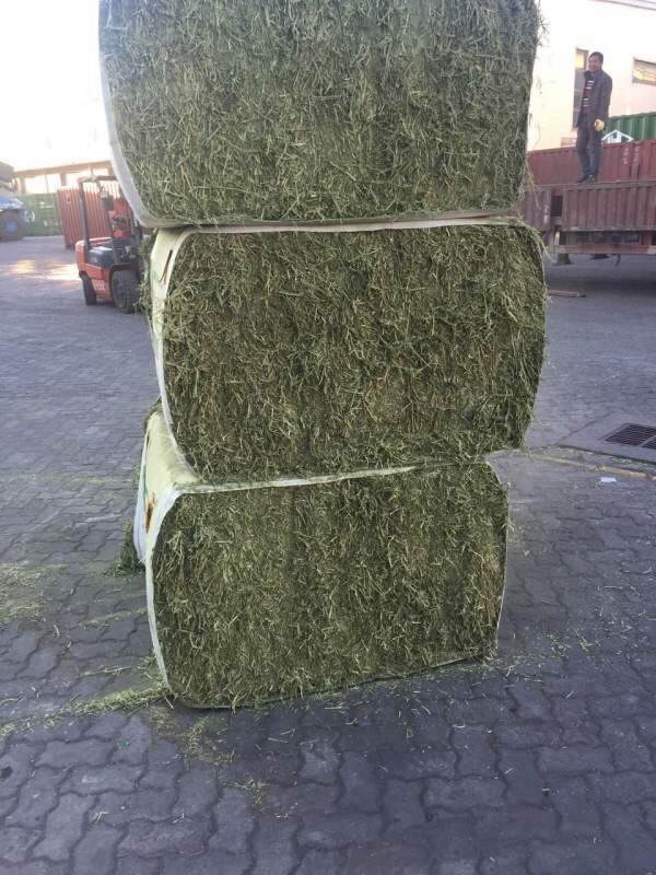 供應用于的進口苜蓿草,低成本*，可提高
