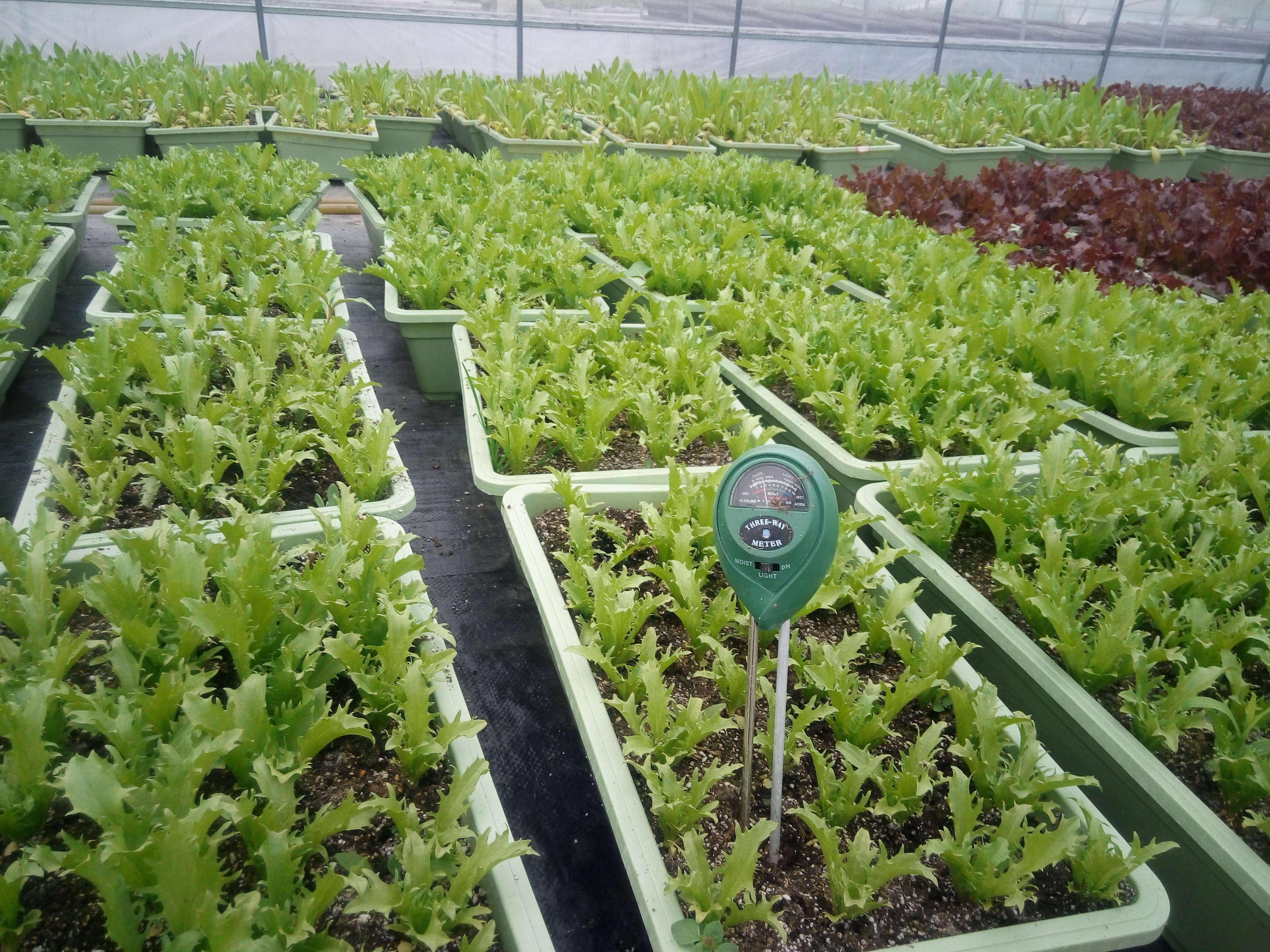 土壤改良、工程綠化用四川草炭土