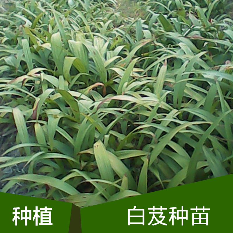 供應紫花大白芨種苗批發(fā)價格 廣西專業(yè)生產種植基地 白芨苗