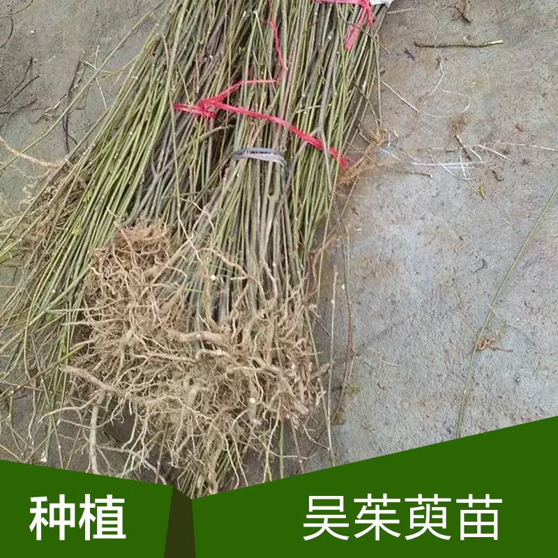 供應廣西吳茱萸種苗中花 吳茱萸中花種植基地