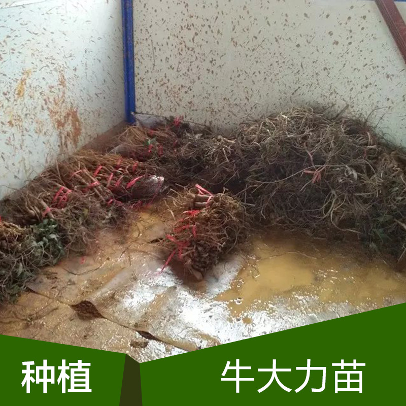 供應(yīng)用于中藥材的廣西牛大力種苗批發(fā)  成活率高 品種齊全 質(zhì)優(yōu)價廉 全國發(fā)貨