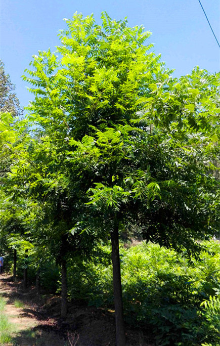 供應(yīng)美國山核桃果樹2018-2019河南洛陽