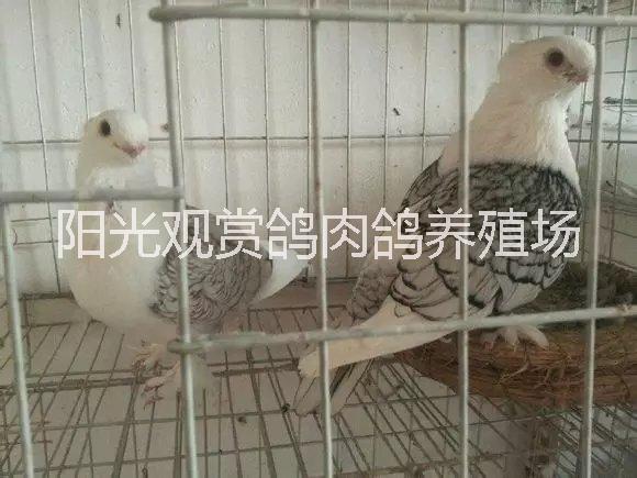 供應(yīng)外系觀賞鴿