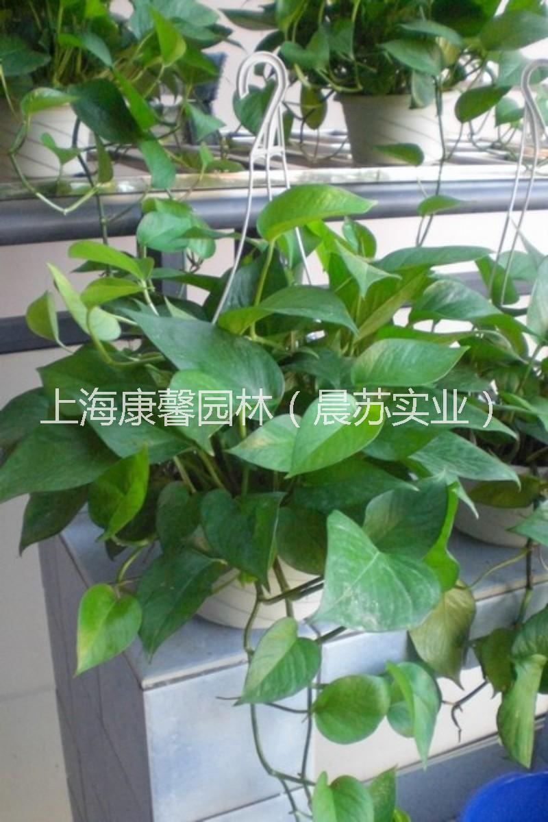 北碚區(qū)學校植物擺放租賃電話 北碚區(qū)學校綠植花卉租賃服務(wù)電話