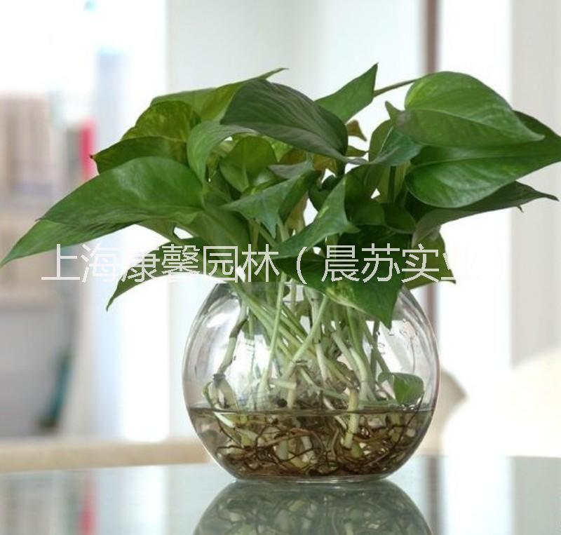 北碚區(qū)學校植物擺放租賃電話 北碚區(qū)學校綠植花卉租賃服務(wù)電話