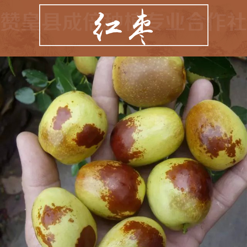 供應(yīng)紅棗 贊皇金絲大棗 特產(chǎn)干果零食紅棗 皮薄肉厚飽滿大棗 紅棗散裝批發(fā)