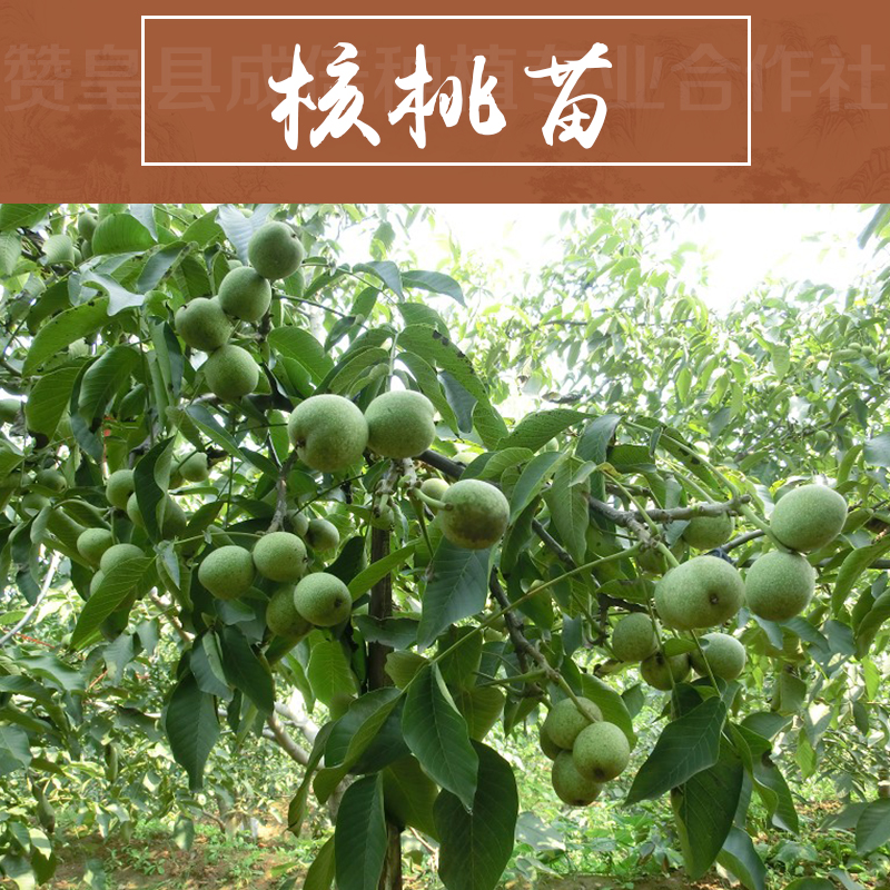 供應(yīng)優(yōu)質(zhì)核桃苗 薄殼核桃樹苗 果樹小苗批發(fā) 品種齊全