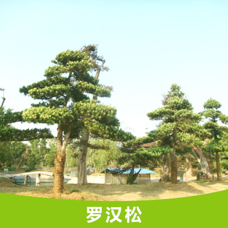 供應(yīng)羅漢松樹苗多少錢一棵 貴州羅漢松樹苗批發(fā)  廣西羅漢松樹小苗種植基地