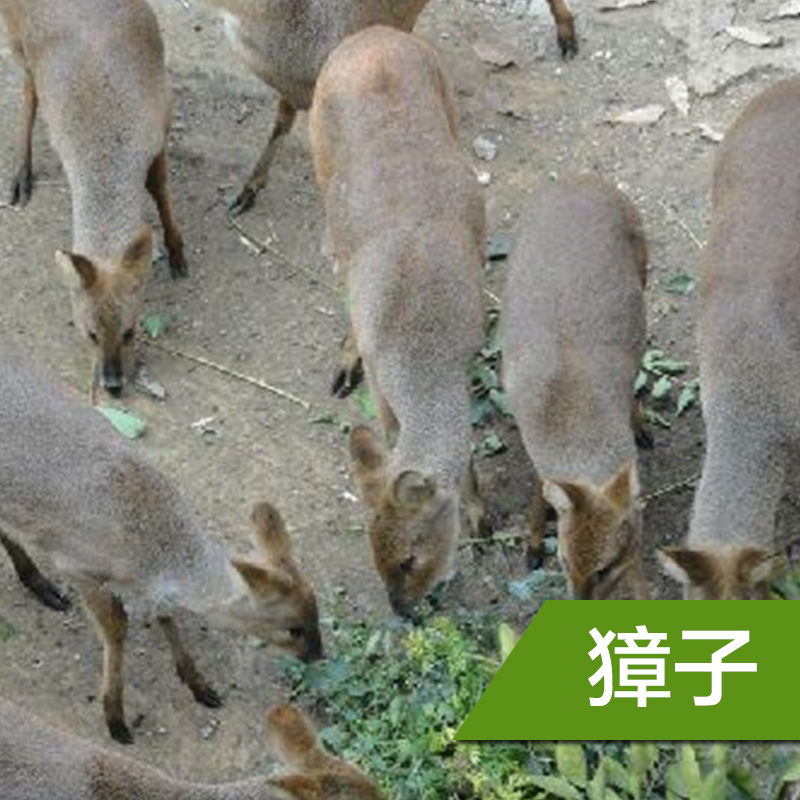 江蘇獐子養(yǎng)殖|江蘇獐子養(yǎng)殖報價@江蘇獐子養(yǎng)殖公司@江蘇獐子養(yǎng)殖