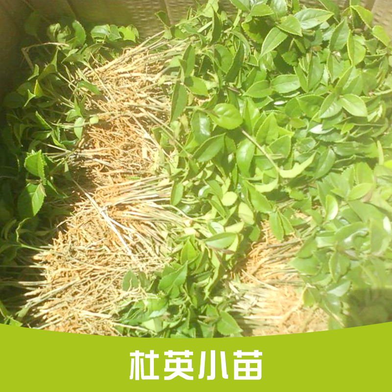 供應(yīng)江西南昌杜英小苗批發(fā)  園林植物 杜英樹苗 規(guī)格齊全