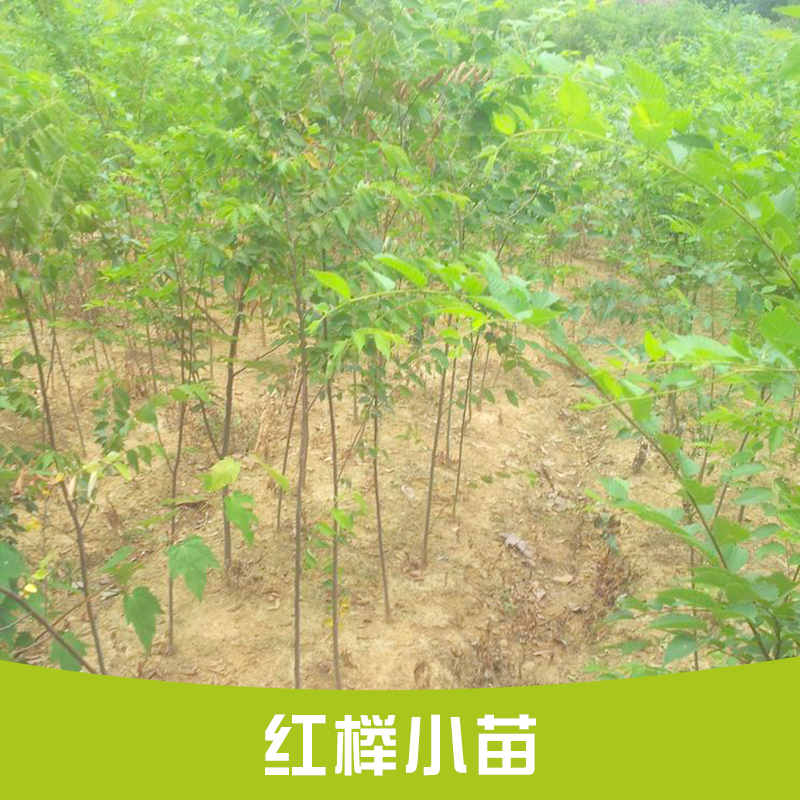 供應(yīng)江西南昌紅櫸小苗批發(fā)  綠化苗木紅櫸 行道樹紅櫸小苗 基地直銷各種規(guī)格紅櫸量大優(yōu)惠