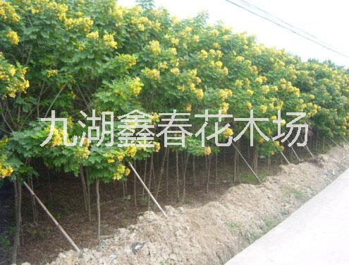供應黃花槐價格,漳州黃花槐3-10公分農(nóng)戶直銷,福建黃花槐種植基地