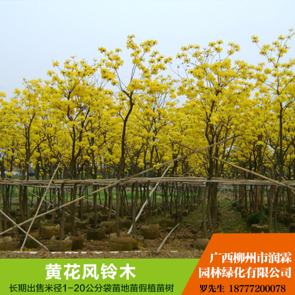供應(yīng)廣西黃花風(fēng)鈴木  黃花風(fēng)鈴木 規(guī)格齊全 歡迎來電咨詢
