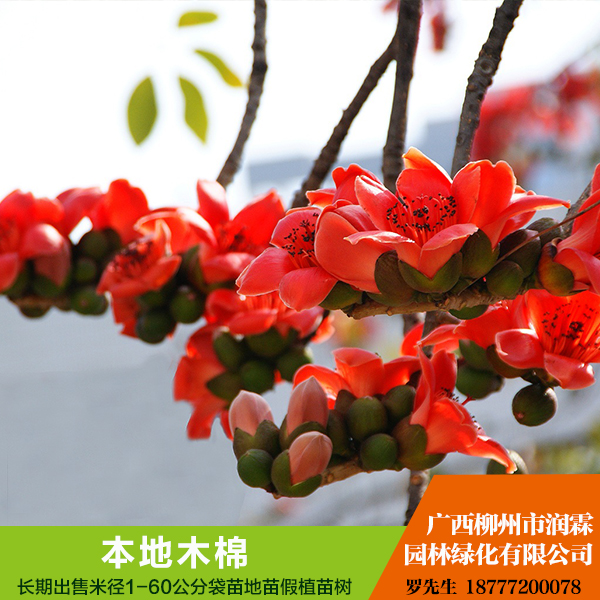 供應(yīng)廣西供應(yīng)本地木棉  美麗木棉 規(guī)格齊全 歡迎來電咨詢