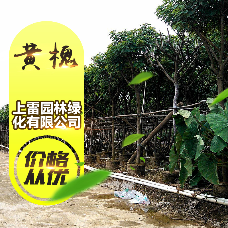 供應(yīng)廣西黃金槐 金枝槐 黃槐 槐樹 金枝國(guó)槐 園林工程綠化