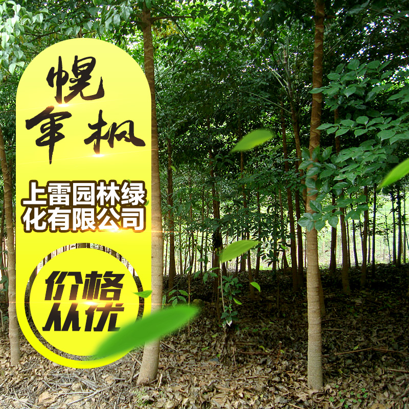供應(yīng)廣西幌傘楓 富貴樹(shù) 大富貴 廣傘楓 大蛇藥 五加通 涼傘木批發(fā)