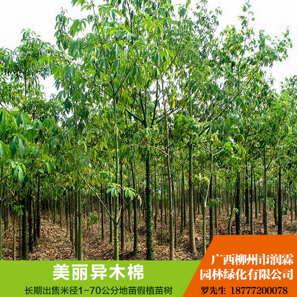 供應(yīng)廣西美麗異木棉  行道樹(shù) 規(guī)格齊全 綠化苗木 貨源充足