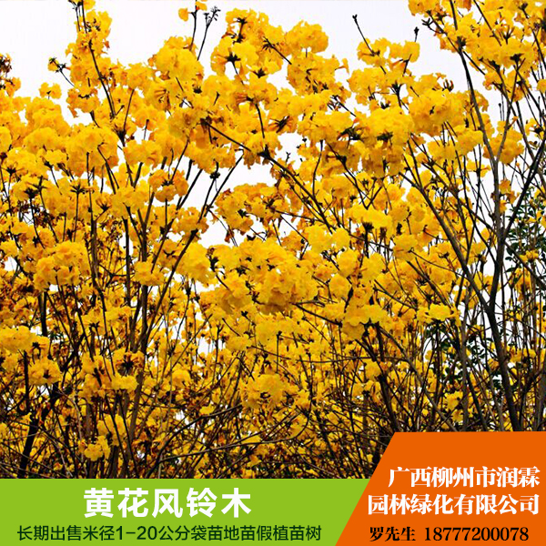 供應(yīng)廣西黃花風(fēng)鈴木  黃花風(fēng)鈴木 規(guī)格齊全 歡迎來電咨詢