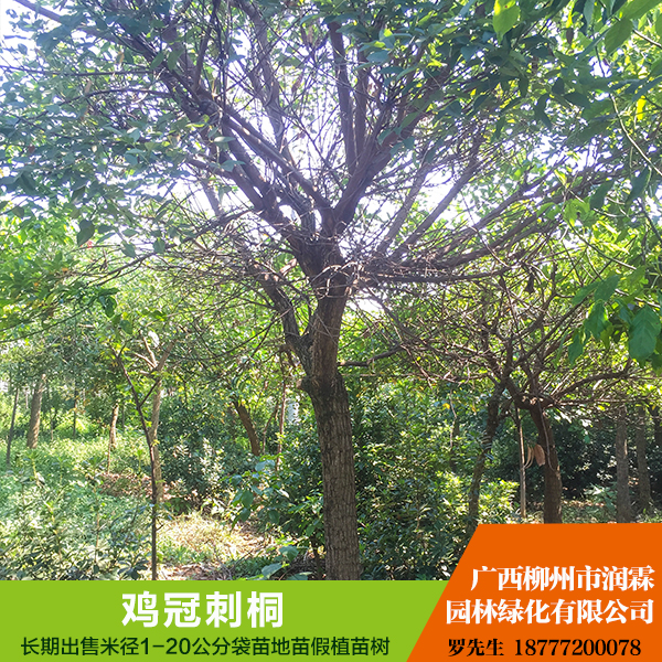 供應廣西雞冠刺桐  規(guī)格齊全 歡迎來電