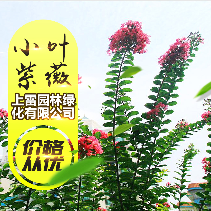 供應廣西小葉紫薇 紅花紫薇 紫薇苗木 高桿紫薇 紫薇造型批發(fā)