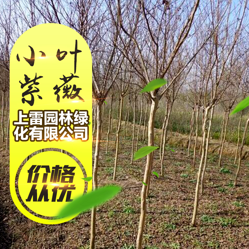 供應廣西小葉紫薇 紅花紫薇 紫薇苗木 高桿紫薇 紫薇造型批發(fā)