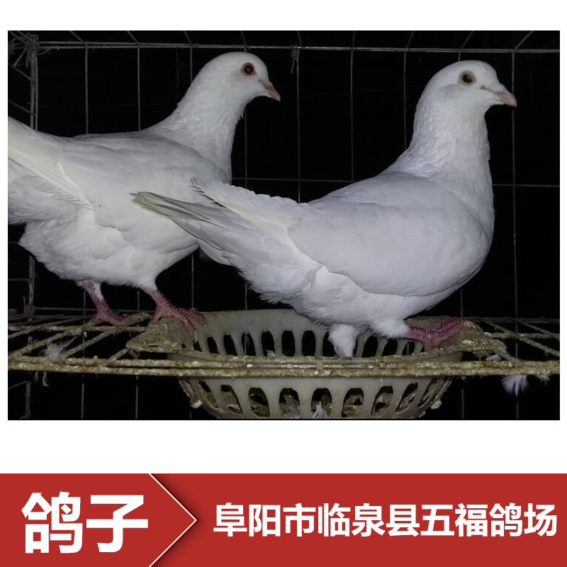 供應(yīng)安徽種鴿養(yǎng)殖場 種鴿批發(fā) 種鴿報價 鴿子養(yǎng)殖