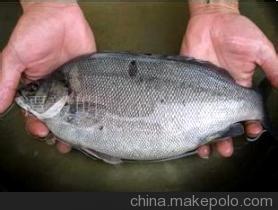 供應(yīng)用于食用的寶石鱸魚