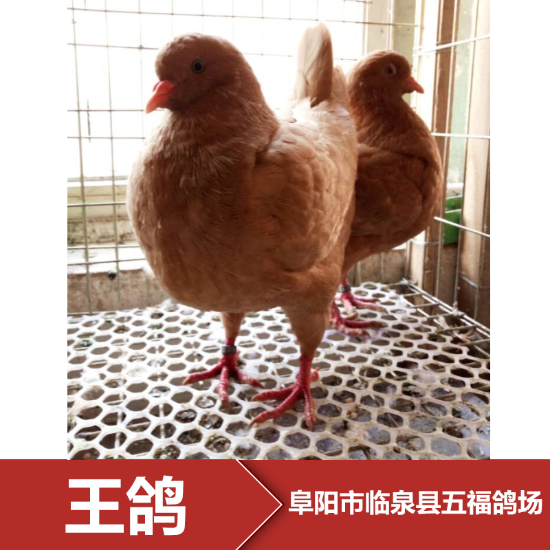 阜陽王鴿養(yǎng)殖場 種鴿批發(fā) 種鴿報價 鴿子養(yǎng)殖