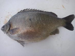 供應(yīng)用于食用的寶石鱸魚