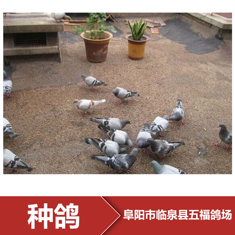 供應阜陽種鴿養(yǎng)殖場 種鴿報價 種鴿報價 種鴿批發(fā) 周口市鴿子