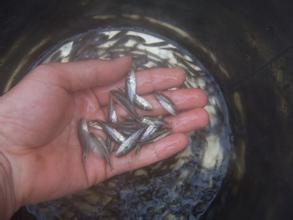 供應(yīng)用于食用的加州鱸魚苗批發(fā)