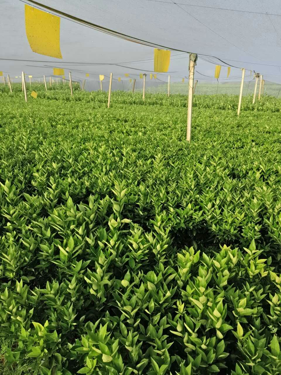 崇佐W默科特果苗，崇佐W默科特果苗批發(fā)；崇佐W默科特果苗枝條價格