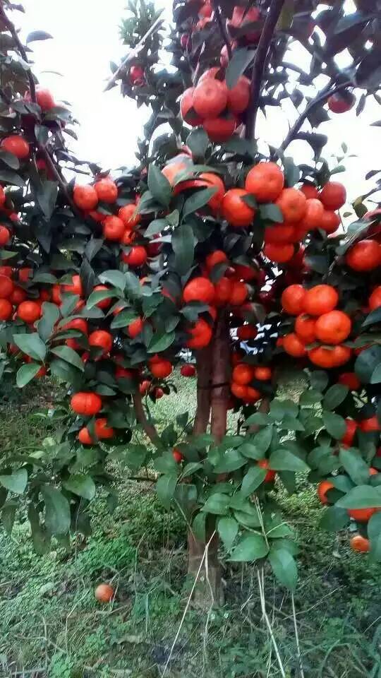 崇佐W默科特果苗，崇佐W默科特果苗批發(fā)；崇佐W默科特果苗枝條價格