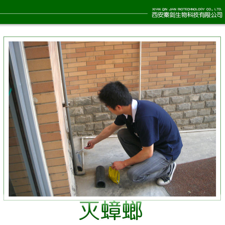 供應(yīng)陜西秦劍滅蟑螂 滅蟑螂*藥 滅蟑螂小竅門 滅蟑螂公司