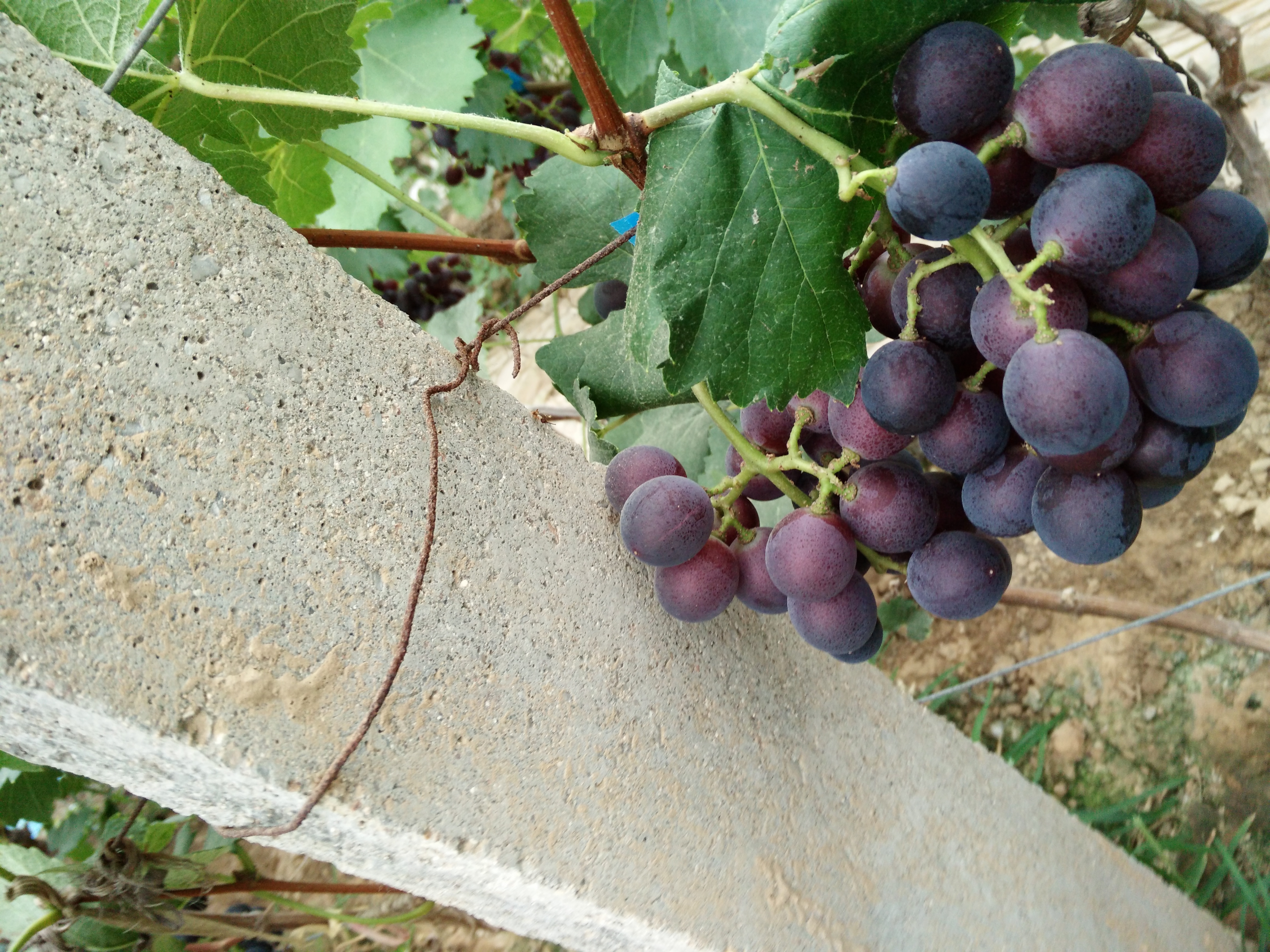 供應山東榮名葡萄*，山東榮名葡萄*價格，山東榮名葡萄*電話，山東榮名葡萄*基礎，山東榮名葡萄*批發(fā)