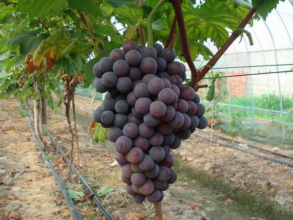 供應(yīng)山東榮名葡萄3號(hào)*苗，山東榮名葡萄3號(hào)*苗電話，山東榮名葡萄3號(hào)*苗聯(lián)系，山東榮名葡萄3號(hào)*苗直銷