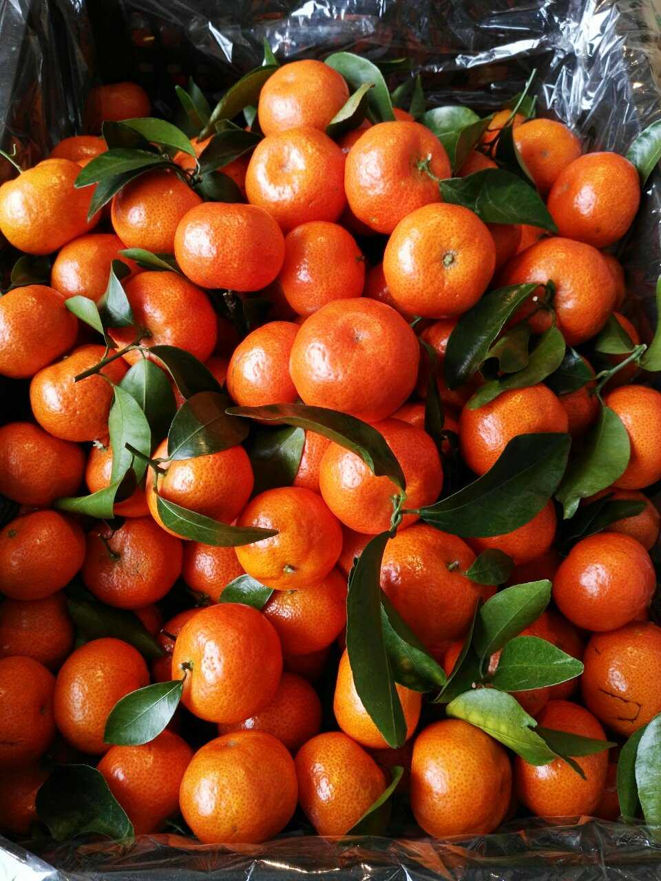 供應(yīng)沙糖桔*代銷