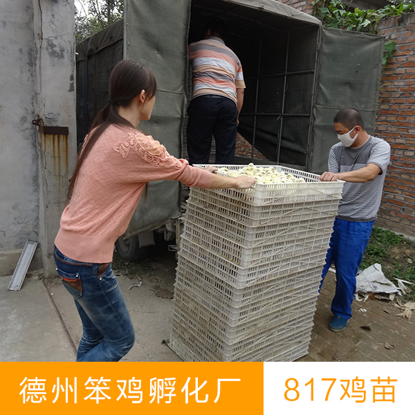 供應(yīng)817雞苗養(yǎng)殖艾維茵肉雞苗817白羽肉雞苗及青腳麻快大黃肉雞苗