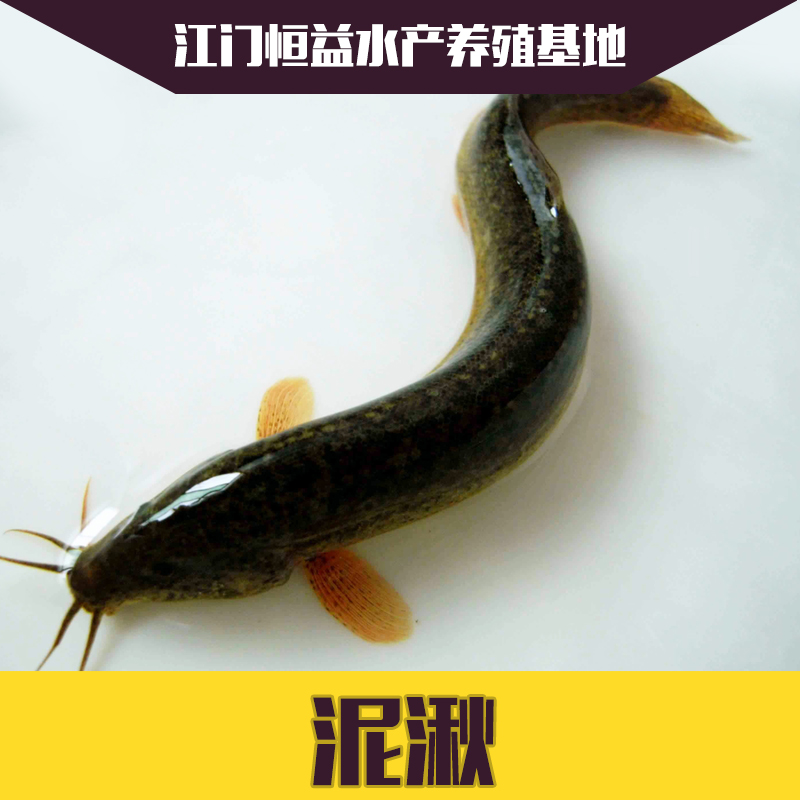 供應(yīng)泥湫魚苗批發(fā) 規(guī)格齊全 歡迎來電咨詢