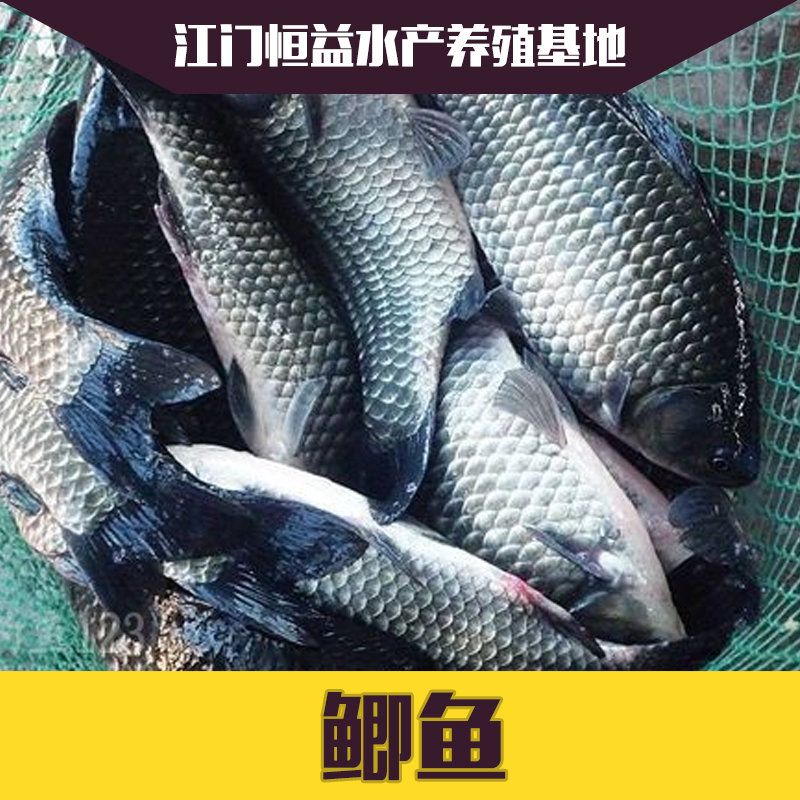 供應(yīng)江門銀鯽魚苗價(jià)格 魚苗批發(fā) 白鯽魚苗出售