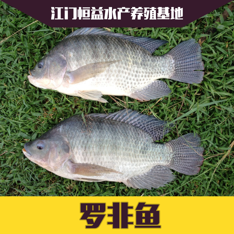 供應(yīng)江門羅非魚苗魚花批發(fā)  吉富羅非、奧尼羅非魚苗批發(fā)養(yǎng)殖病害防冶