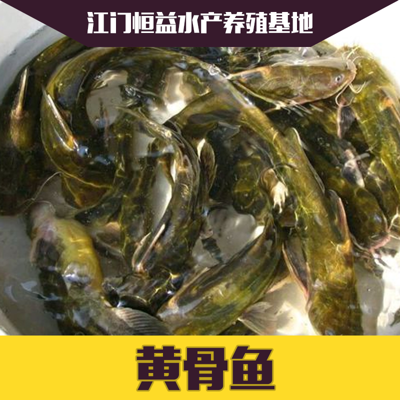 供應(yīng)黃骨魚魚苗批發(fā) 歡迎來電咨詢 品種齊全