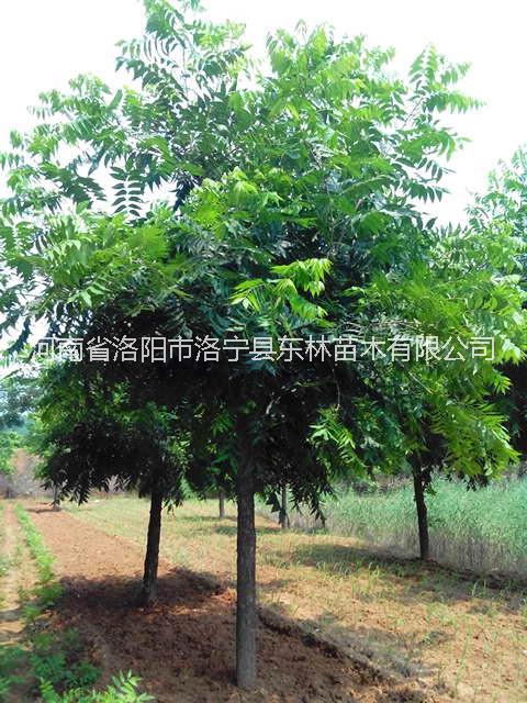 供應(yīng)美國山核桃果樹2018-2019河南洛陽