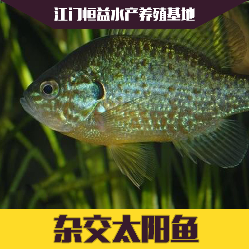 供應(yīng)雜交太陽魚魚苗批發(fā) 品種齊全 歡迎來電咨詢