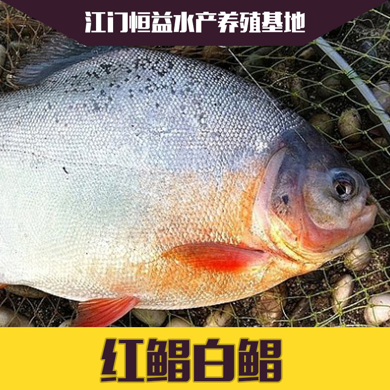 供應(yīng)淡水白鯧紅鯧魚苗批發(fā)價格 自然越冬 非溫棚魚 降價優(yōu)惠
