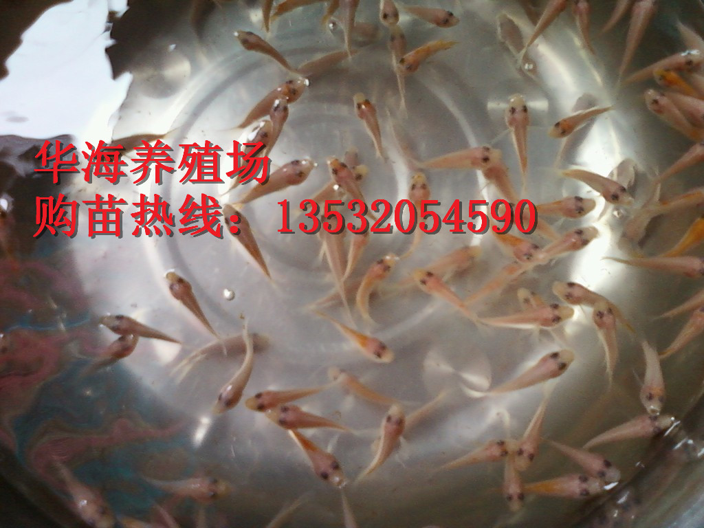 供應(yīng)廣東茂名陽(yáng)江紅羅非魚批發(fā)，紅羅非魚苗養(yǎng)殖場(chǎng)，紅羅非魚苗價(jià)格，紅羅非魚養(yǎng)殖技術(shù)，價(jià)格電話商議13532054590