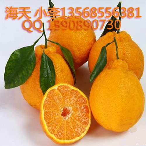 供應(yīng)用于不知火果樹|丑柑果樹|柑橘樹的不知火苗丑柑苗柑橘苗水果苗